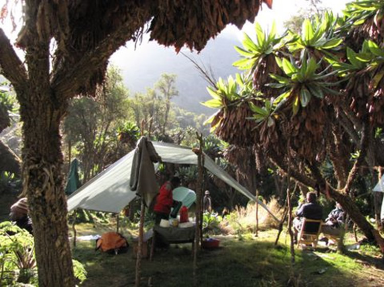 Camp at Guy Yeoman, surrounded by giant groundsels (a Senecio spp)